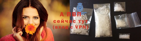 PSILOCYBIN Вяземский
